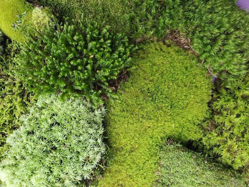 Live Moss Grab Bag Fresh Green Healthy for Terrariums Houseplants Fairy Garden Gifts Succulants Vivarium Mood Sheet 9