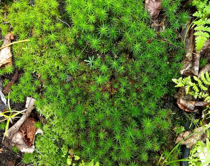 Live Haircap Moss Fresh Green Healthy for Terrariums Houseplants Fairy Garden Succulants Vivarium Polytrichum Commune 9"×6" Bag Ships Free