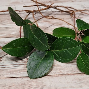 Eastern Teaberry (Gaultheria Procumbens) Wintergreen Plant Seasonal Berry Plant Checkerberry Terrarium Fairy Garden Houseplant Evergreen