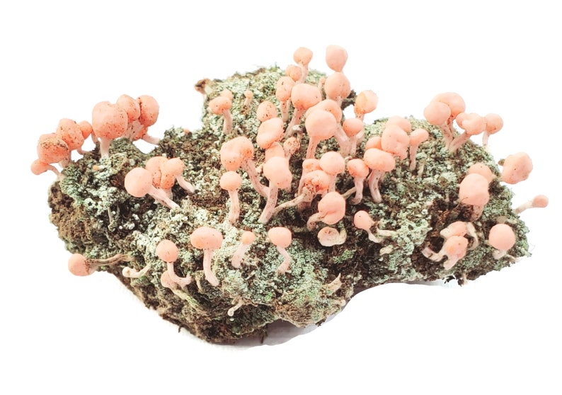 Fresh 'Pink Earth Lichen' (Dibaeis Baeomyces) for Terraium Miniature Fairy Garden Macro Photography Live Jewelry 2oz Cup 