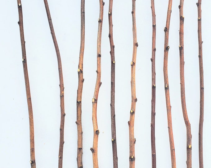 Beautiful 3ft. Birch Poles, Pack of 5 for Crafts, Woodworking, Macrame and More, Ships Free