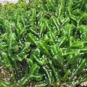 Live Fresh Three-Lobed Bazzania Leafy Liverwort for Terrariums Fairy Garden Vivarium 6"x6" Bag