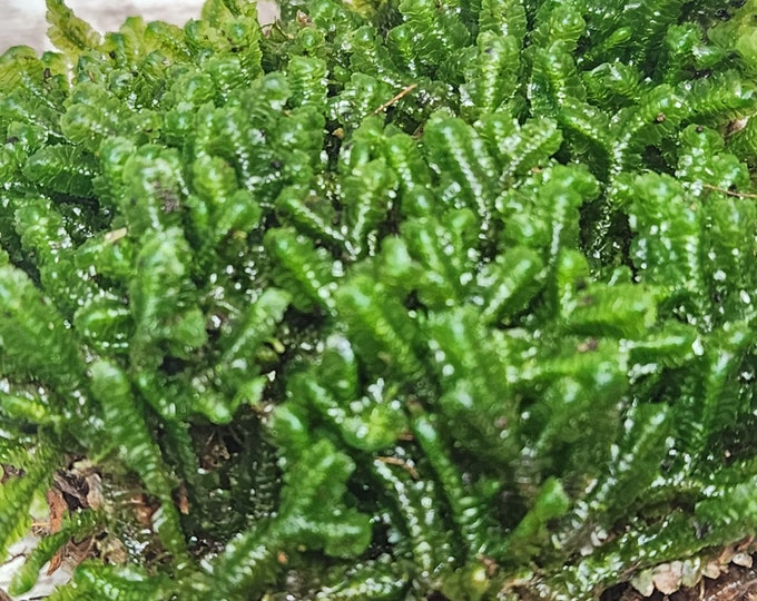 Live Fresh Three-Lobed Bazzania Leafy Liverwort for Terrariums Fairy Garden Vivarium 6"x6" Bag
