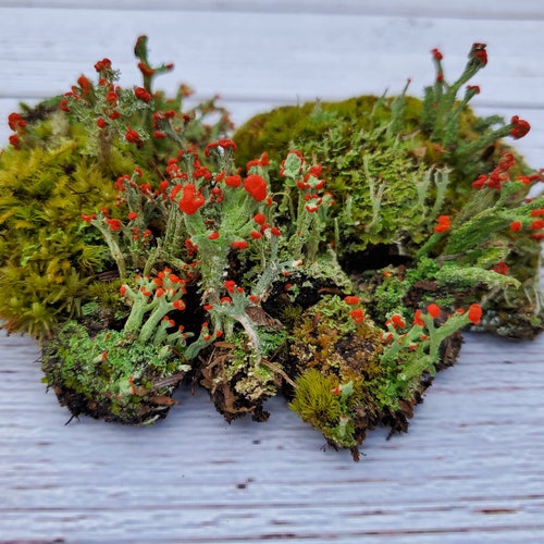 Fresh British Soldier Lichen (Cladonia Cristatella) for Terraium Miniature Fairy Garden Live Jewelry 3"x4" Bag