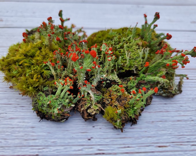 Fresh British Soldier Lichen (Cladonia Cristatella) for Terraium Miniature Fairy Garden Live Jewelry 3"x4" Bag