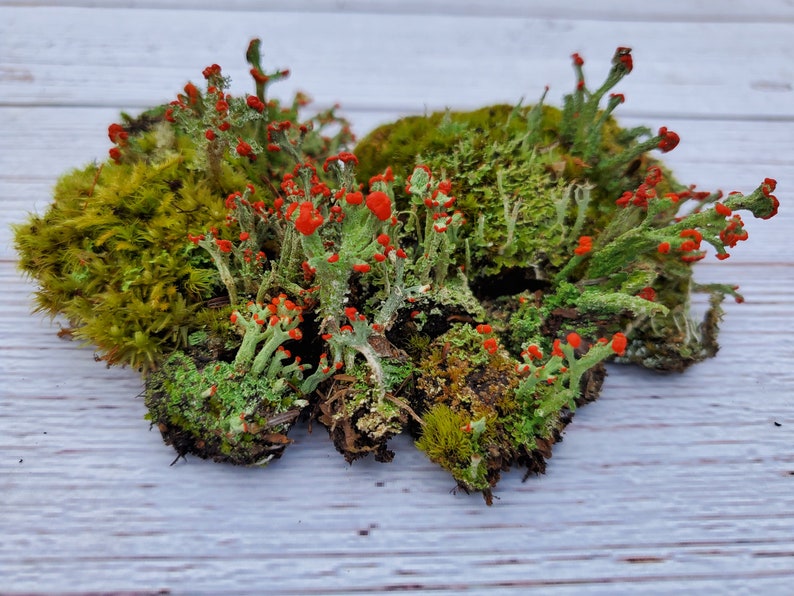 Fresh British Soldier Lichen (Cladonia Cristatella) for Terraium Miniature Fairy Garden Live Jewelry 3'x4' Bag 