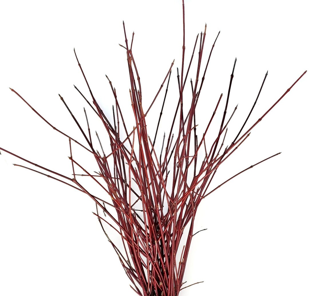 Fresh Cut Red Twig Dogwood Stems 3036 Bouquet Of Etsy