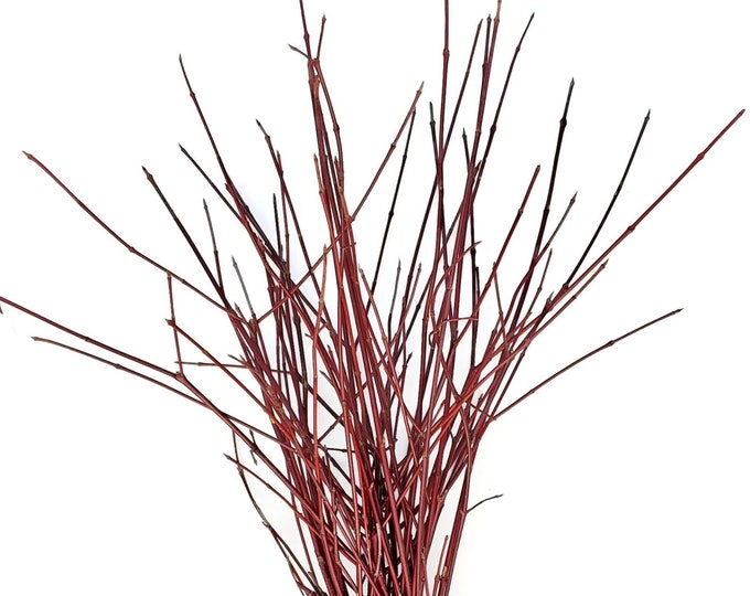 Fresh Cut Red Twig Dogwood Stems 30"-36" Bouquet of 10 Stems for Floral Arrangements Crafts Decor Esthetic  *Holiday Pre-Ordering Available*