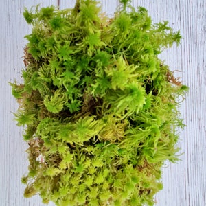 Live Fresh Sphagnum Moss Healthy for Terrariums Orchids Carnivorous House Plants Fairy Garden Vivarium 96 Bag Free Shipping image 6