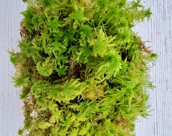 Sphagnum Moss for Orchids and Carnivorous Plants