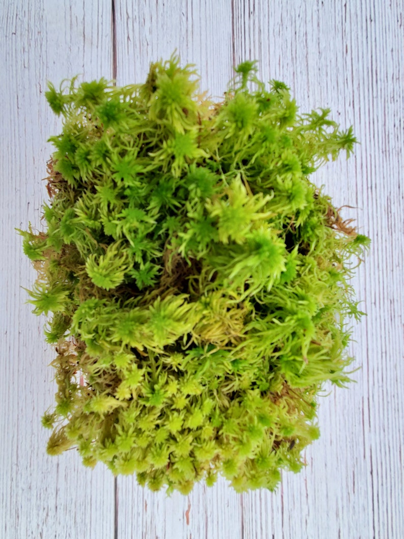 Live Fresh Sphagnum Moss Healthy for Terrariums Orchids Carnivorous House Plants Fairy Garden Vivarium 96 Bag Free Shipping image 6