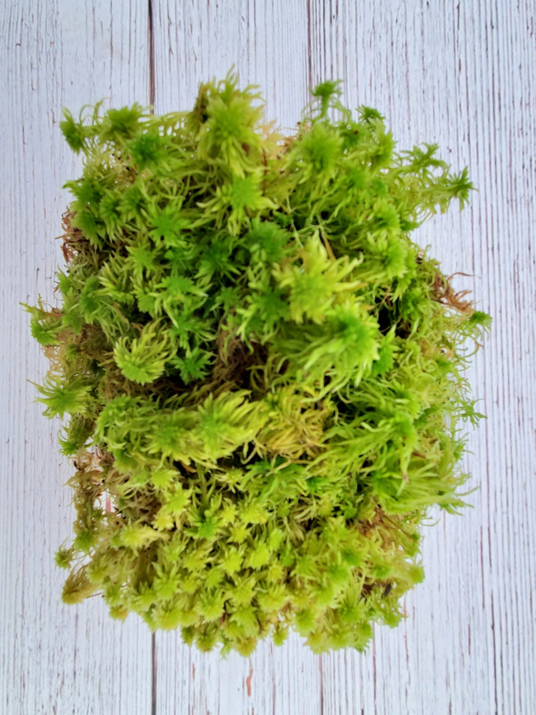 - Cultivate A Natural Oasis: Discover The Vitality Of Live Moss For Your Plants