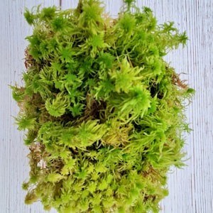 Live Fresh Sphagnum Moss Healthy for Terrariums Orchids Carnivorous House Plants Fairy Garden Vivarium 96 Bag Free Shipping image 1