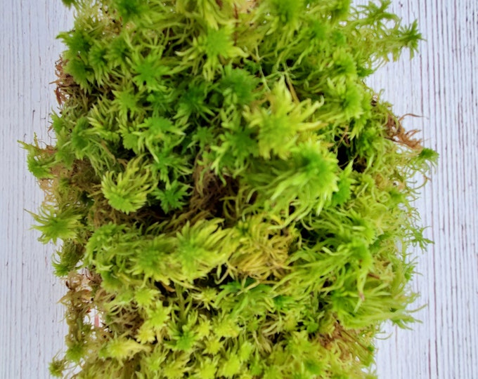 Live Fresh Sphagnum Moss Healthy for Terrariums Orchids Carnivorous House Plants Fairy Garden Vivarium  8"×10" Bag Free Shipping