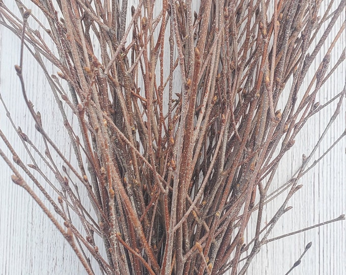 Fresh Cut Birch Branches, 18" to 24" Bouquet of 50 Stems