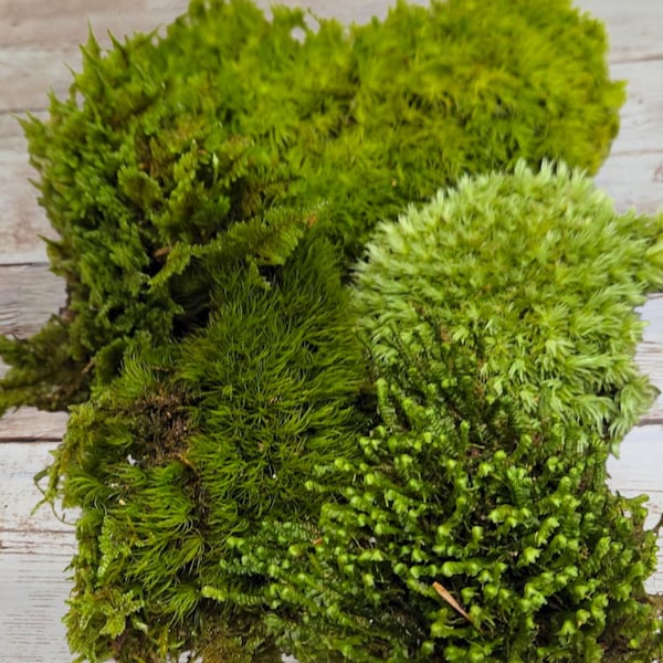 Fresh Live Terrarium 6x9 Grab Bag: Organic Maine Forest Moss Assortment