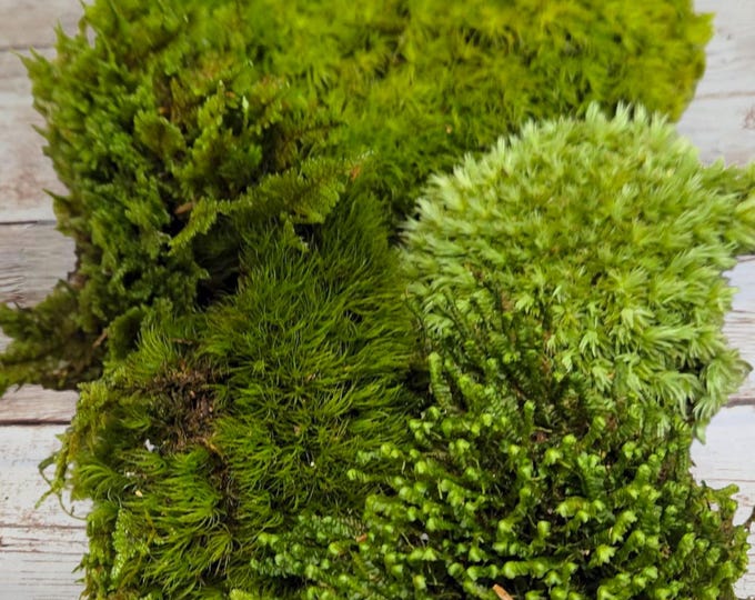 Live Terraium Moss Grab Bag Fresh Green Healthy Houseplants Fairy Garden Gifts Succulants Vivarium Reptiles Mood Sheet 9"×6" Bag Ships Free