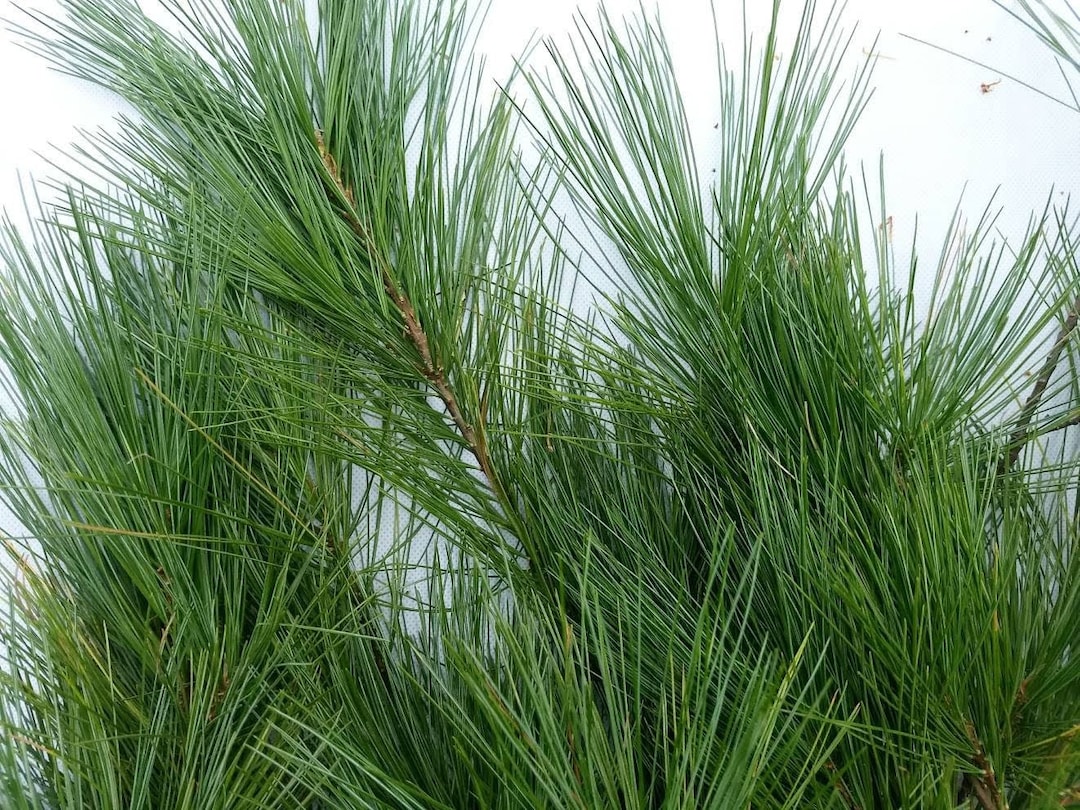 Bulk Pine Boughs Tips Fresh Cut Tips 30 Pc 1' to 2' Ftevergreen Floral