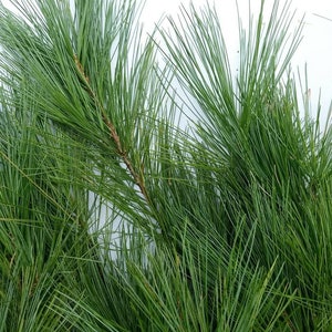 Bulk Pine Boughs Tips Fresh Cut Tips 60 6&quot; to 12&quot; Evergreen Floral Crafts Wedding Greenery Fragrant Decorative Branches Decor
