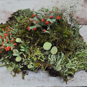 Small* Fresh Lichen Assortment for Terraium Miniature Fairy Garden Macro Photography Live Jewelry 3&quot;x4&quot; Bag