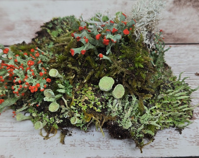 Small* Fresh Lichen Assortment for Terraium Miniature Fairy Garden Macro Photography Live Jewelry 3"x4" Bag