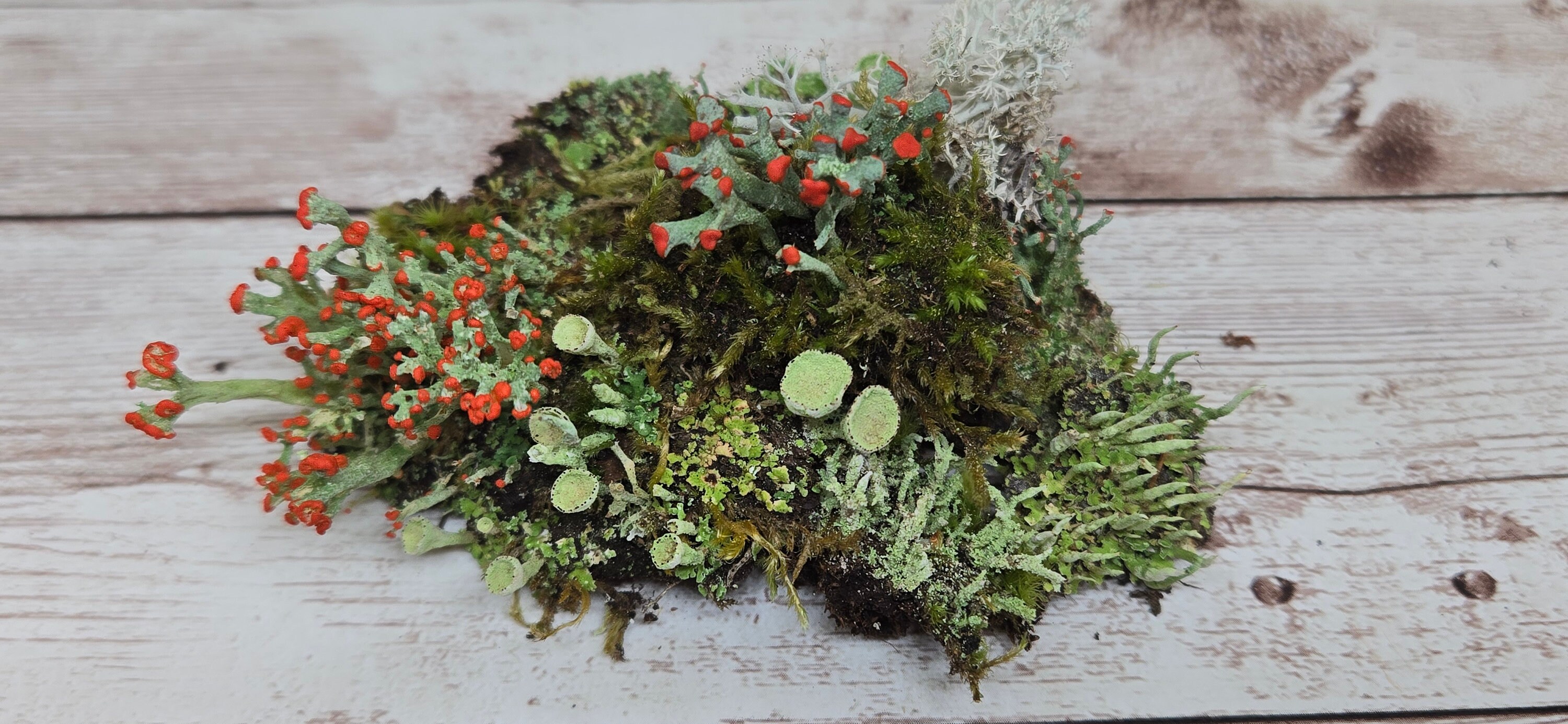 Lichen Assorted Lichen Assorted
