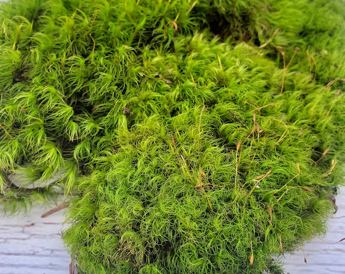 Live Value Mood Moss Fresh Green Healthy for Terrariums Houseplants Fairy Garden Succulants Vivarium Dicranum Scoparium 5"×7" Bag