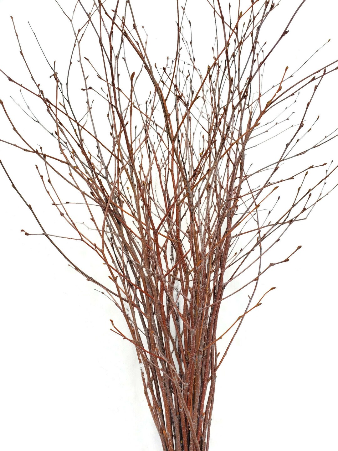 Tall Birch Branches Natural Fresh Clipped, 36 to 48 Bouquet of 15 for Floral Crafts Decor Floor