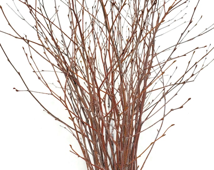 Tall Birch Branches Natural Fresh Clipped, 36" to 48" Bouquet of 10 for Floral Crafts Decor Floor Vase Florist Valentines Day Free Shipping