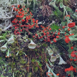 Small* Fresh Lichen Assortment for Terraium Miniature Fairy Garden Macro Photography Live Jewelry 3"x4" Bag