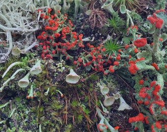 Small* Fresh Lichen Assortment for Terraium Miniature Fairy Garden Macro Photography Live Jewelry 3"x4" Bag