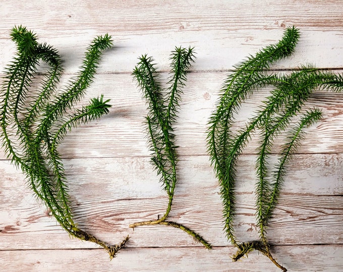 Live Stagshorn Clubmoss, Pack of 4  for Terrarium, Vivarium, Fairy Garden, Shade Plant, Models, Reptile Habitats Bare Root Free Shipping