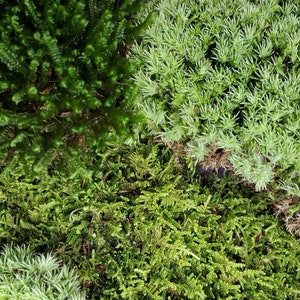 Extra Large Live Moss Grab Bag Fresh Green Healthy for Terrariums Fairy Garden Vivarium Plants Mood Frog Sheet Fern 9&quot;x12&quot; Bag Free Shipping