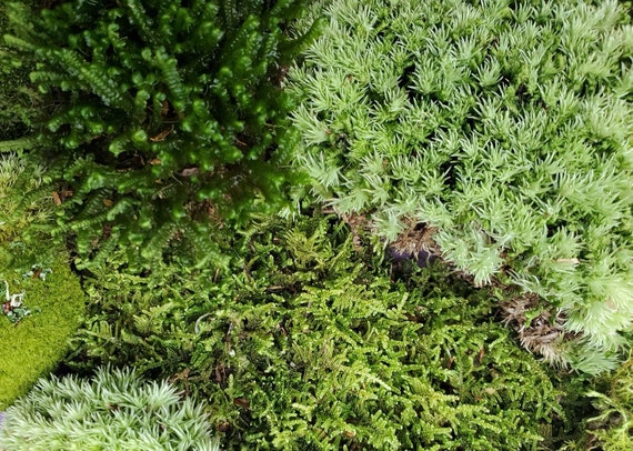 Extra Large Live Moss Grab Bag Fresh Green Healthy for Terrariums