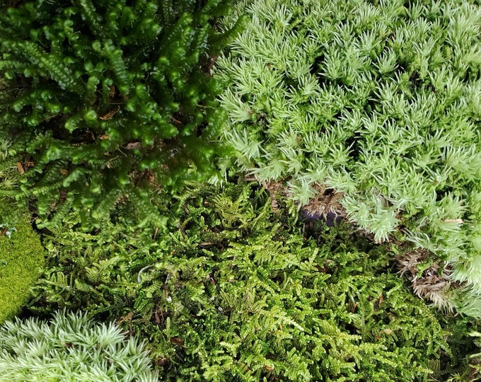 Extra Large Live Moss Grab Bag Fresh Green Healthy for Terrariums Fairy Garden Vivarium Plants Mood Frog Sheet Fern 9"x12" Bag Free Shipping