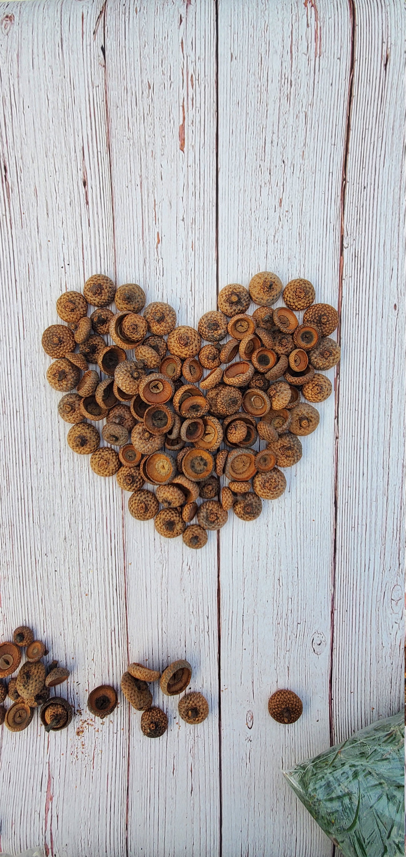 Organic Dried Red Oak Acorn Caps package of 100 for Crafts, Floral Fr…