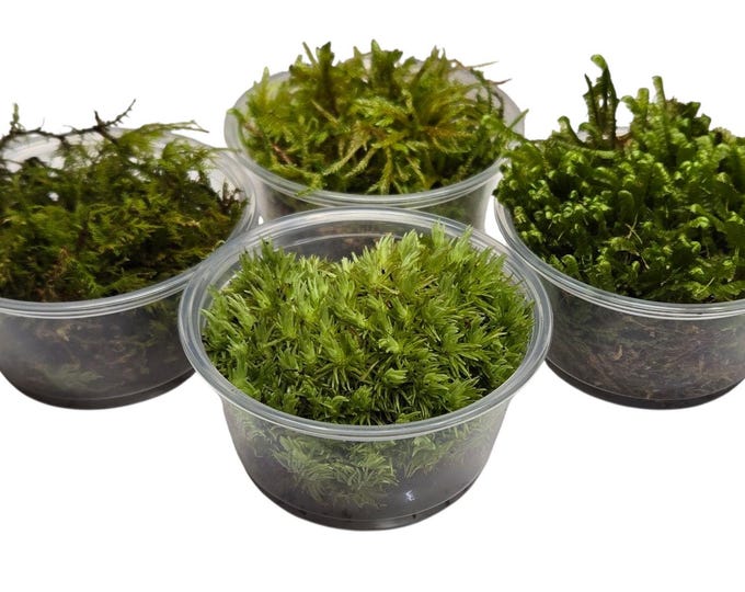 Live Moss Sampler 4 Pack, 2oz Cups Species Random Variety Assortment of Bryophytes for Terrarium Bioactive Vivarium Kokedama Fairy Garden