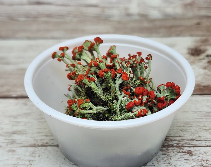 Fresh British Soldier Lichen (Cladonia Cristatella) for Terraium Miniature Fairy Garden Live Jewelry 2oz Cup