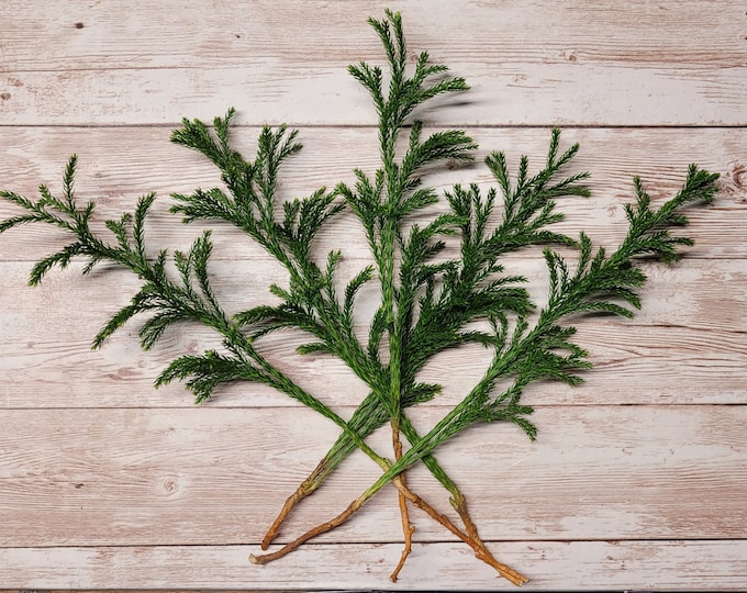 Princess Pine Clubmoss for Terrarium, Vivarium, Fairy Garden,  Shade Plants, pack of 4 Bare Root Tiny Tree Free Shipping