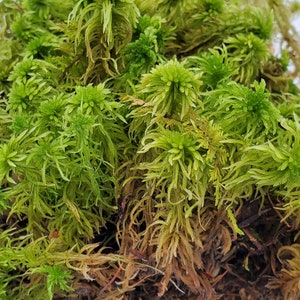 Live Fresh Sphagnum Moss Healthy for Terrariums Orchids Carnivorous House Plants Fairy Garden Vivarium 96 Bag Free Shipping image 5