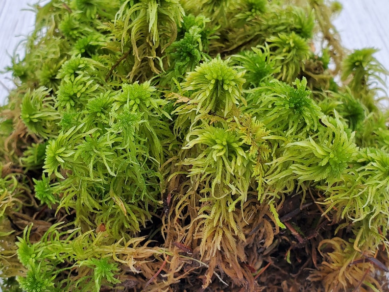 Live Fresh Sphagnum Moss Healthy for Terrariums Orchids Carnivorous House Plants Fairy Garden Vivarium 96 Bag Free Shipping image 5