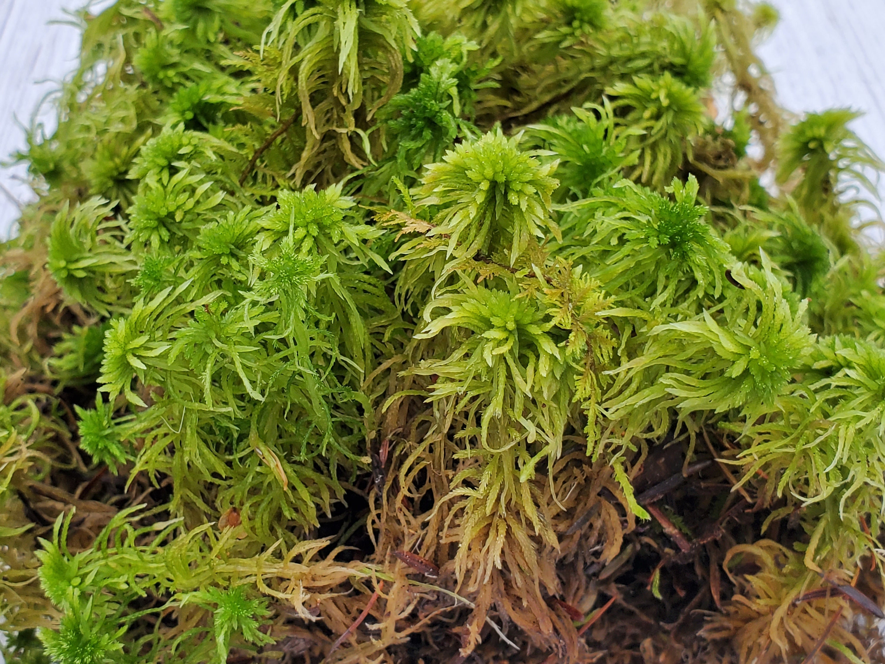 MUSGO SPHAGNUM VIVO 🌱 (Sphagnum - Mundo Carnívoras Perú