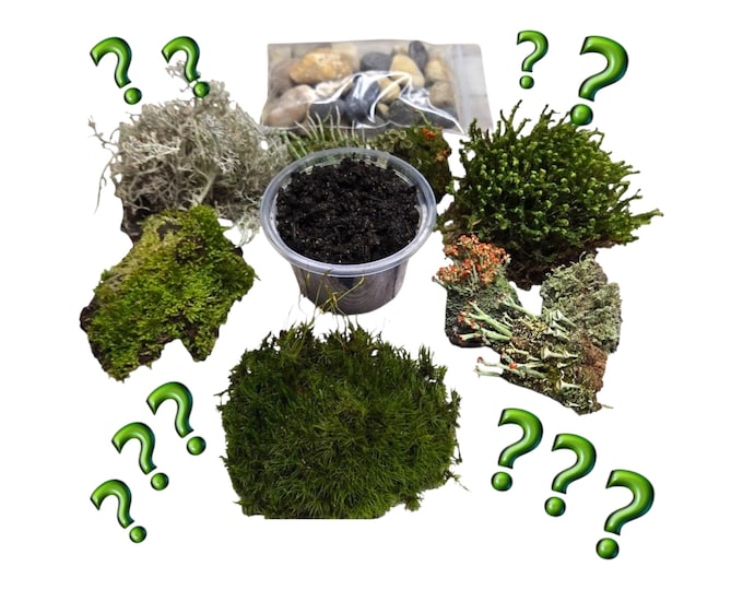 Mystery Terrarium Goodies Grab Bag Live Moss Fresh Lichen Soil Twigs Pebbles Multiple Sizes Bonsai Vivarium Dish Garden  Free Shipping