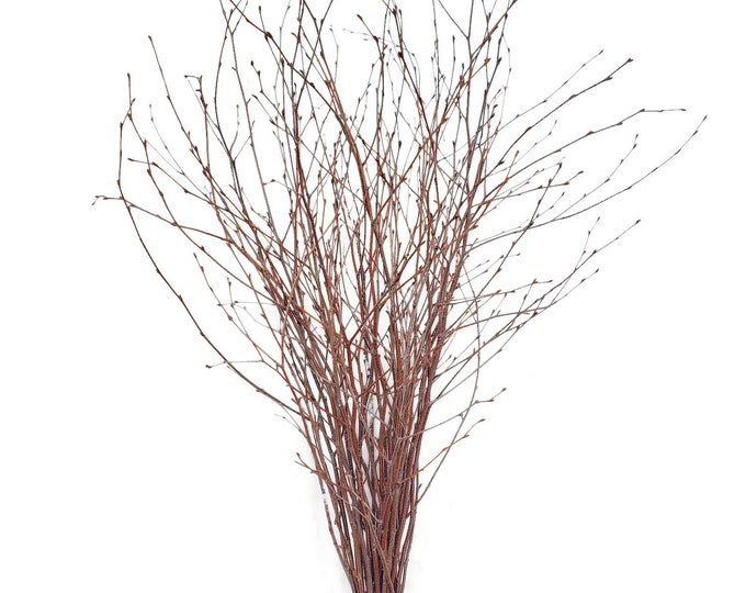 Natural Fresh Clipped Birch Branches, 24" to 36" Bouquet of 20 Stems