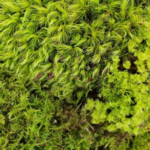 Live Moss Grab Bag Fresh Green Healthy for Terrariums Houseplants Fairy Garden Gifts Succulants Vivarium Mood Sheet 96 Bag Free Shipping image 3