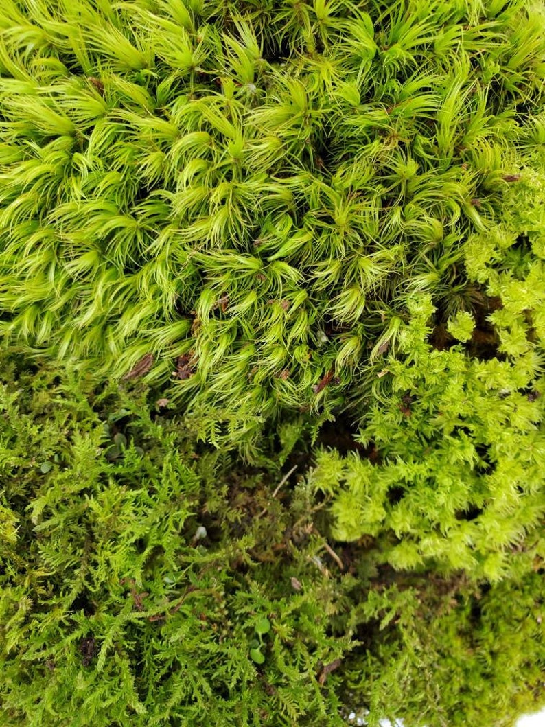 Live Moss Grab Bag Fresh Green Healthy for Terrariums Houseplants Fairy Garden Gifts Succulants Vivarium Mood Sheet 96 Bag Free Shipping image 3