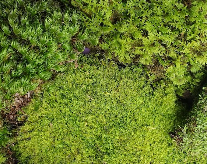 3PK Fresh Live Terrarium 6x9 Grab Bags: Organic Maine Forest Moss Assortment Pack x3