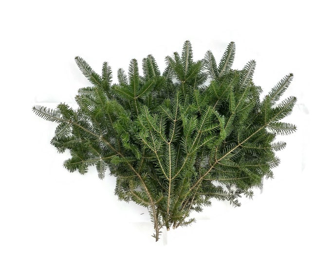 Balsam Fir Boughs Fresh Cut Tips 25pc 6"-12" Evergreen Floral Crafts Wedding Greenery Fragrant for Weaths Holiday Decor Free Shipping