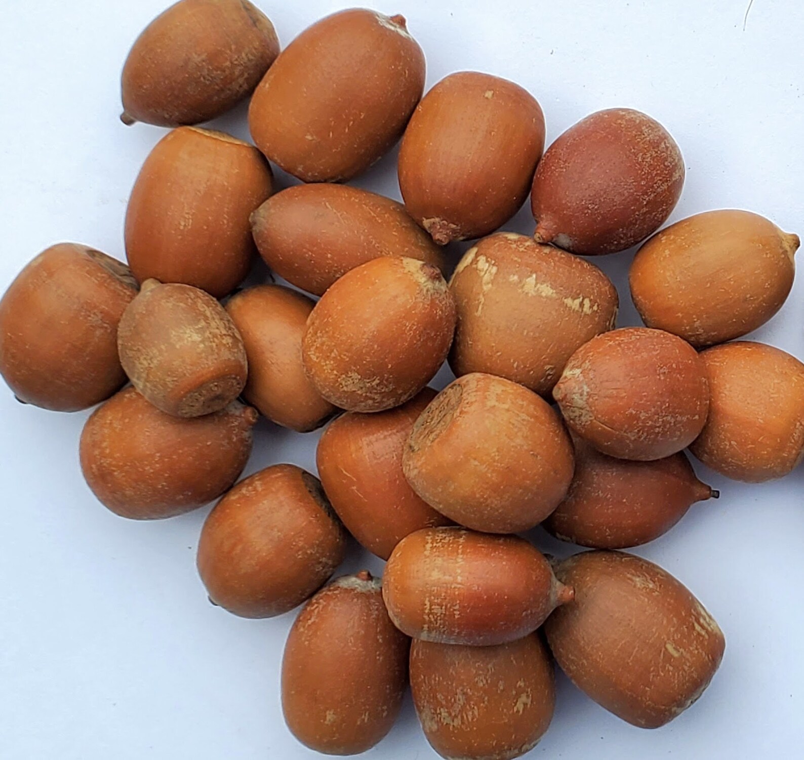 Organic Dried Red Oak Acorn Nuts Package of 100 for Crafts Etsy