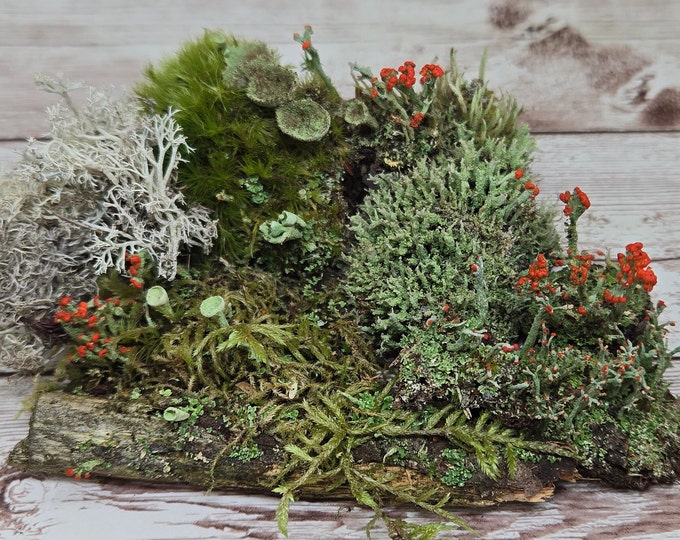 Fresh Lichen Assortment for Terraium Miniature Fairy Garden Macro Photography Live Jewelry 4"x6" Bag